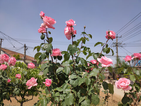月季花开