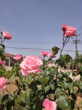 月季花