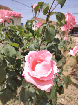 月季花