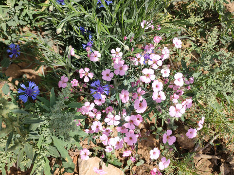 麦蓝菜