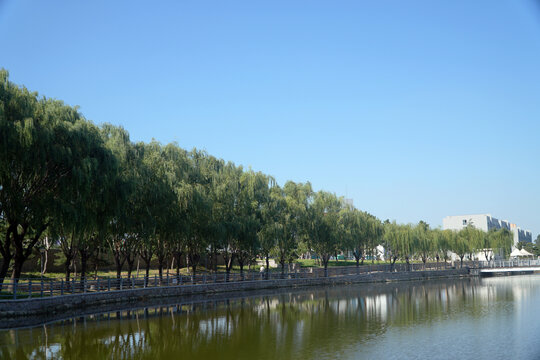 河边柳林