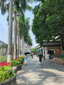 鼓浪屿椰子树