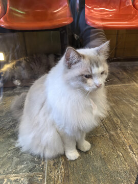 布偶猫