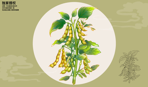 大豆插画