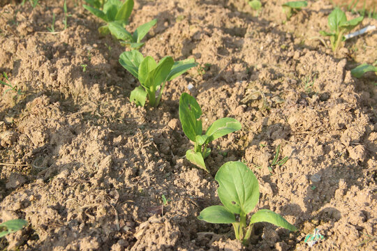 白菜种植