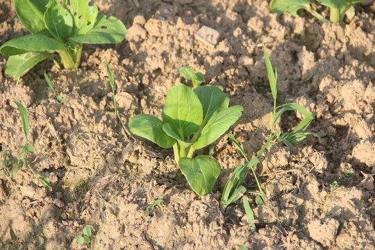 农家白菜种植