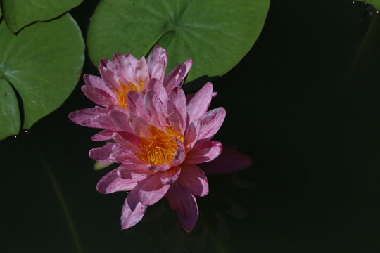 睡莲花