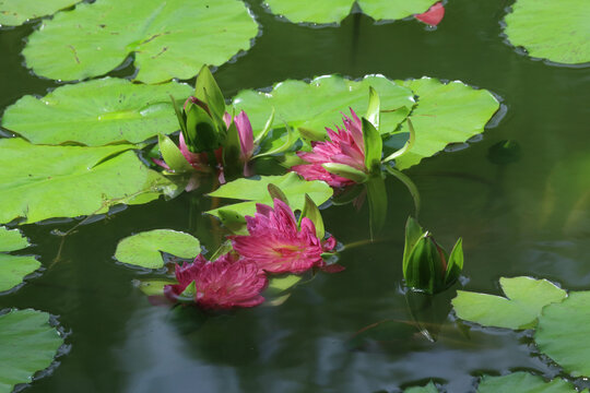 睡莲花