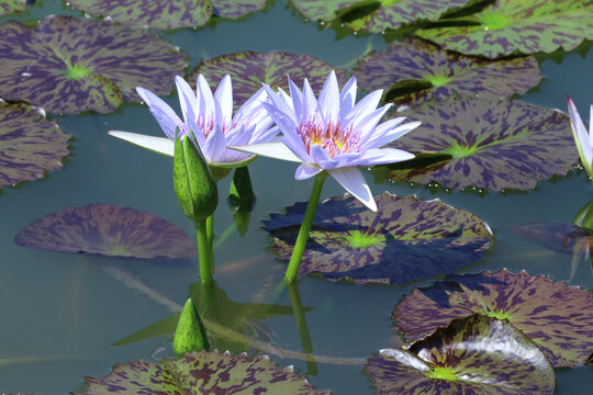 睡莲花