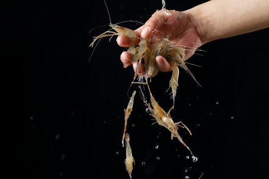 鲜活大青虾河虾
