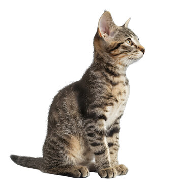 [免抠素材]可爱的小猫坐在白色背景上