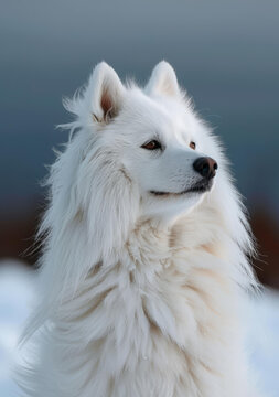 萨摩耶犬凝视着远方