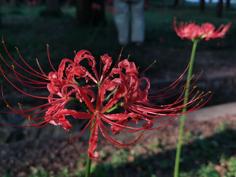 曼珠沙华彼岸花