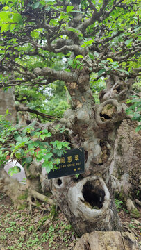 盘根错节的榆树盆景