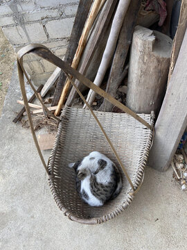 农具和猫