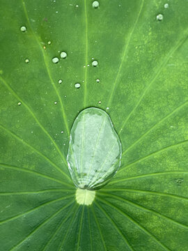荷叶雨珠