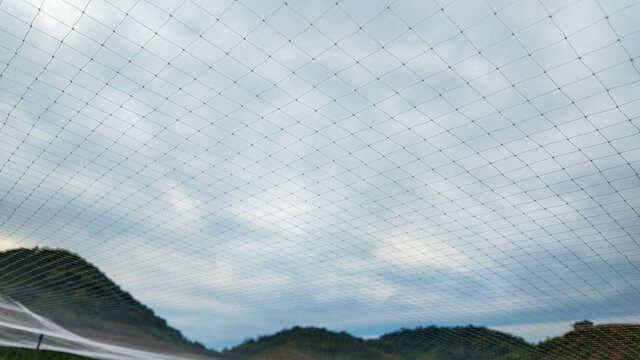 防鸟网
