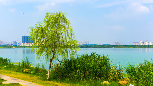 松雅湖畔风景