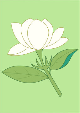 茉莉花矢量插画素材