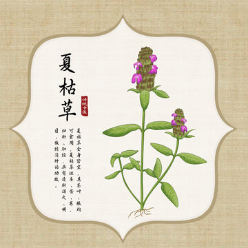 夏枯草插画