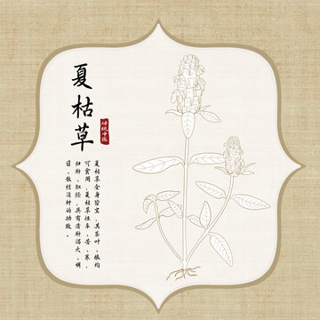 手绘夏枯草