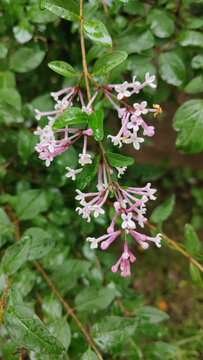 绿叶丛中的丁香花