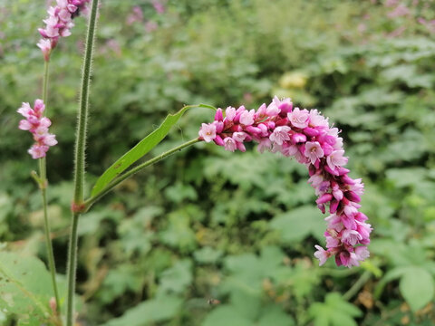 蓼花