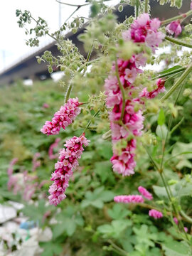 红蓼花