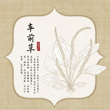 手绘车前草