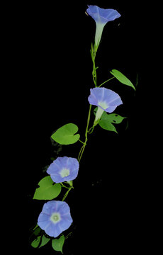 牵牛花