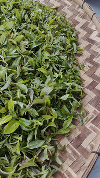 竹席上的茶叶鲜叶素材