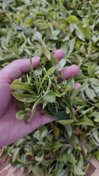 茶叶鲜叶素材