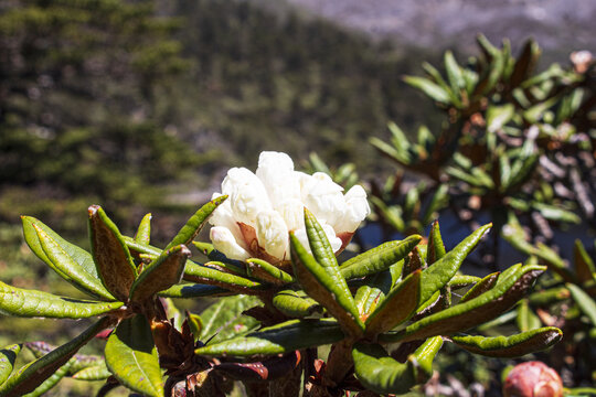 云南丽江老君山高山杜鹃花