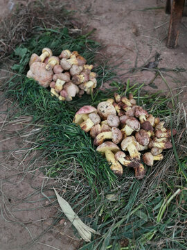 野生菌