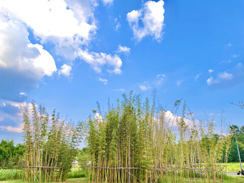 竹林天空
