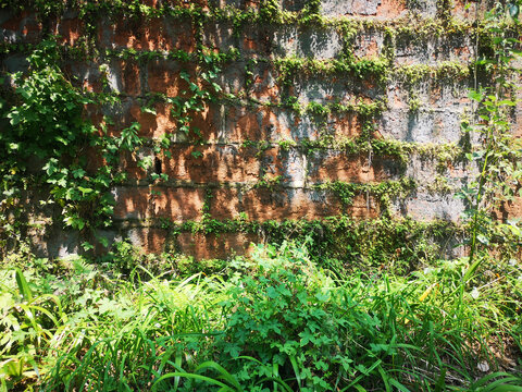 绿植扎根墙体