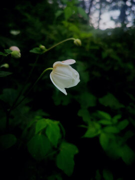 小白花