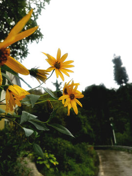 小黄花