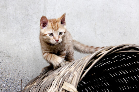猫咪