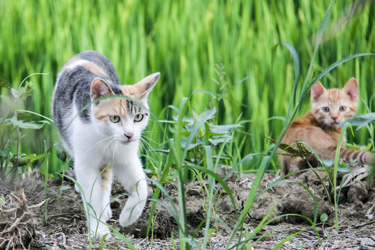 两只猫咪