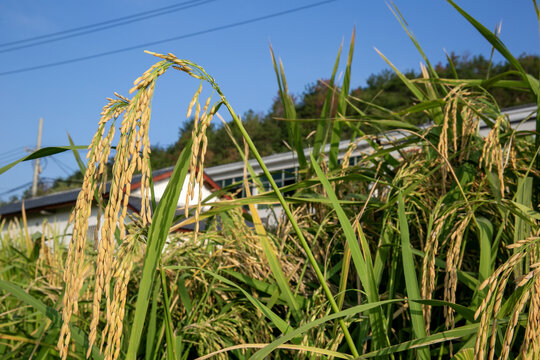 中峰贡米基地盘田