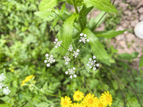 小窃衣