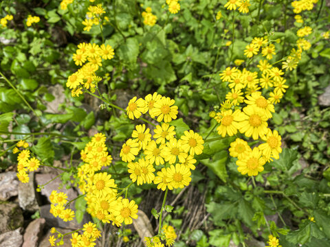 黄色小雏菊小黄花