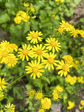 野菊花
