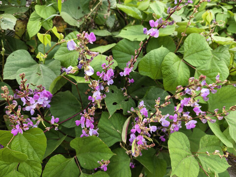 碗豆花