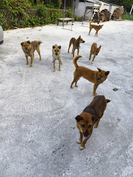田园犬