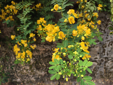 黄色决明子花