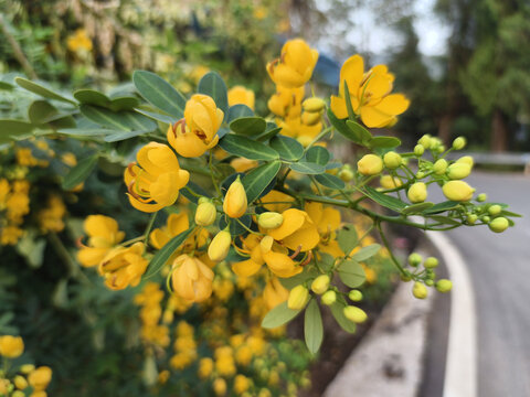 决明花