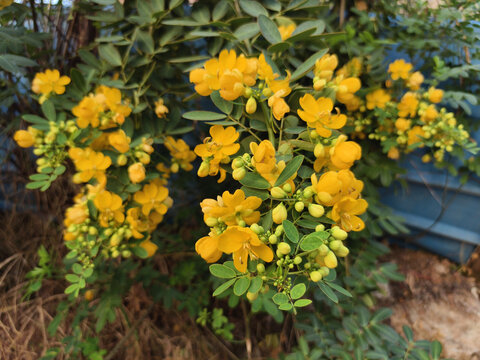 黄花槐