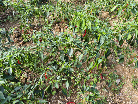 辣椒种植